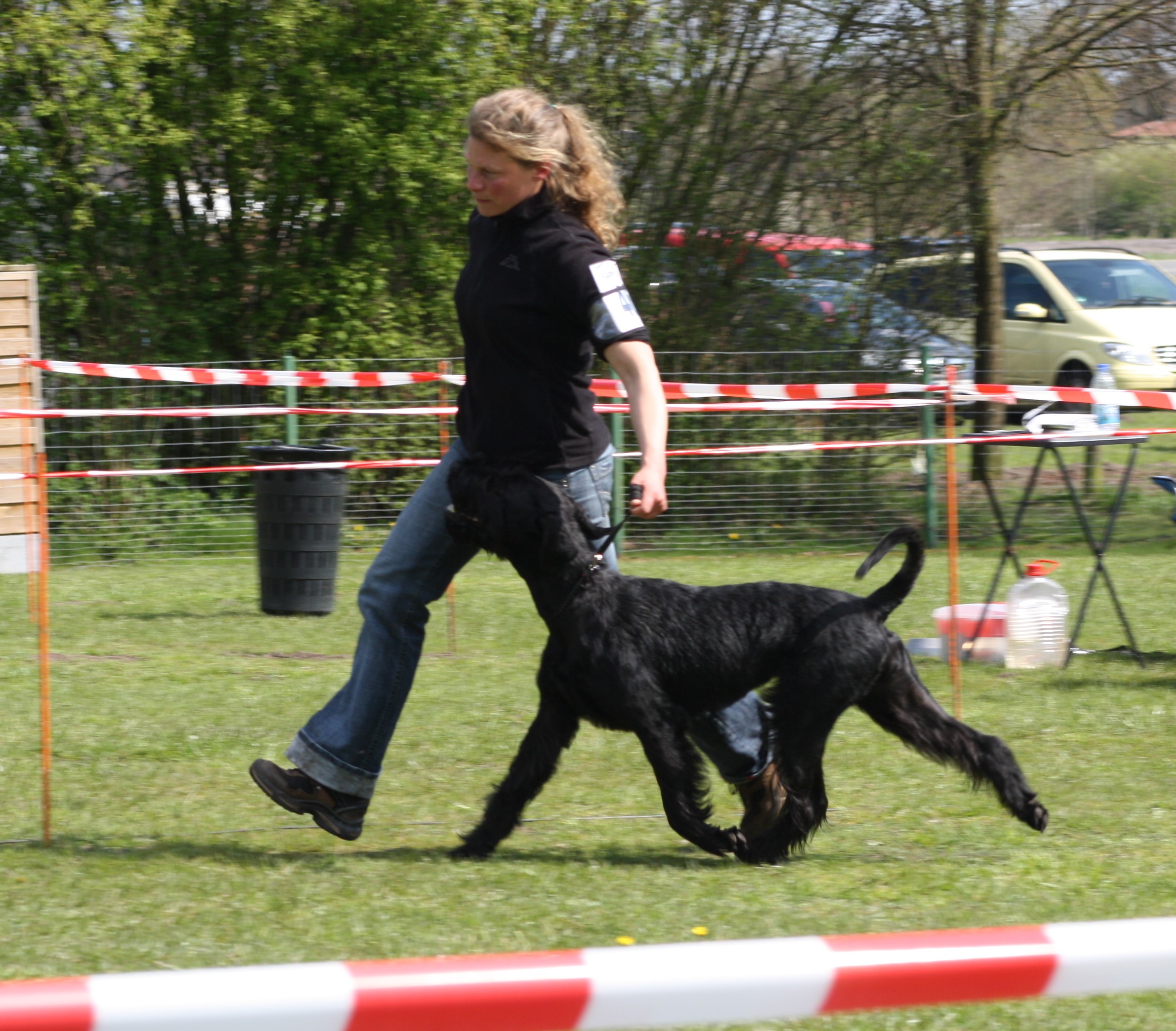 Riesenschnauzer Faizah vom Schwedenspeicher Jugendklasse