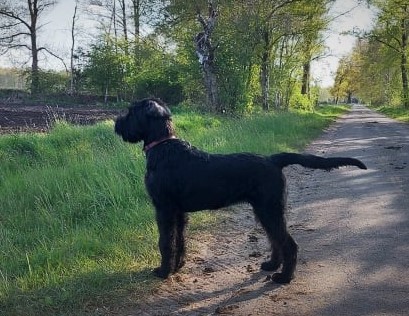 Riesenschnauzer Oernie 5 Monate 04.1
