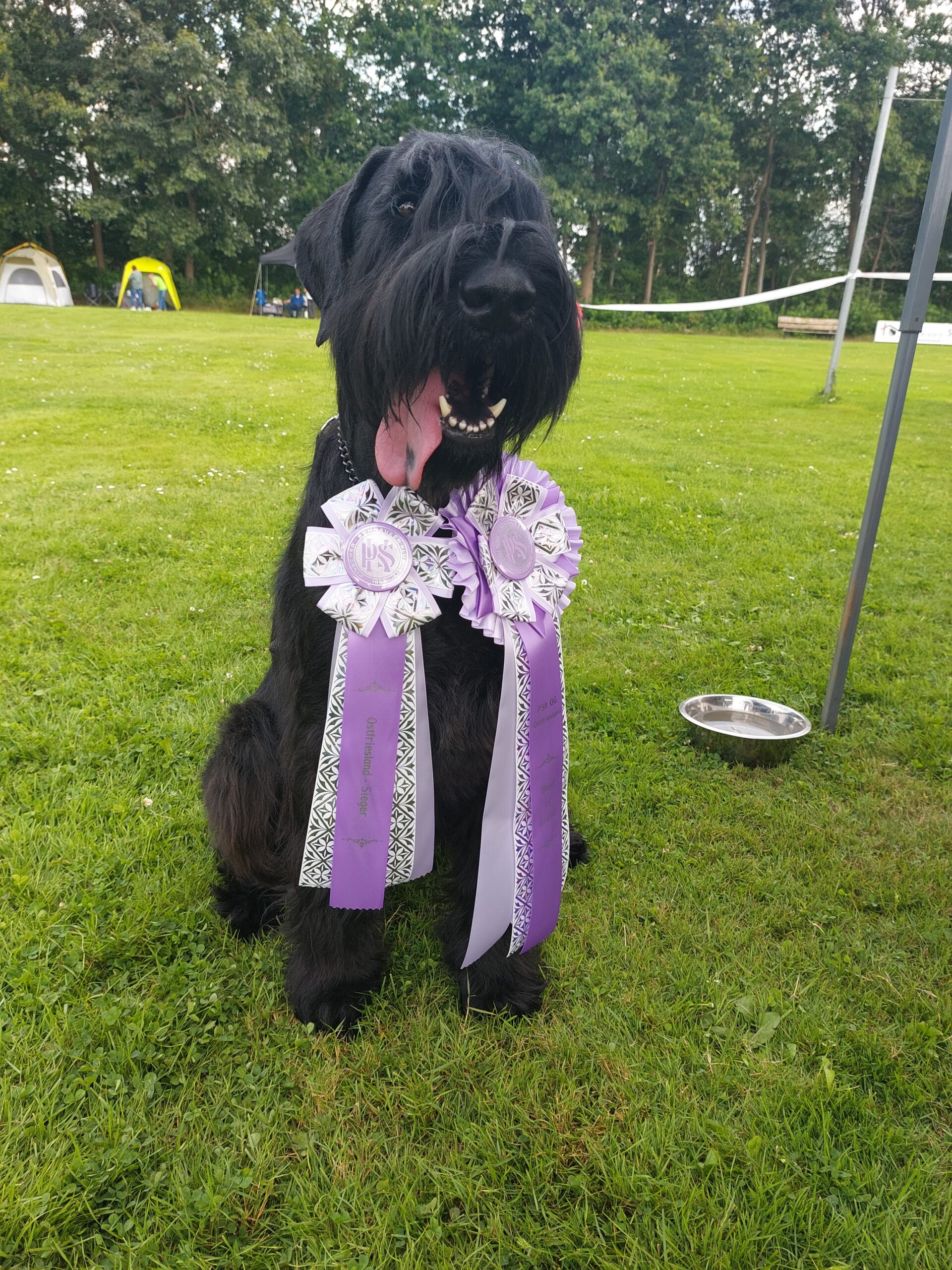 Riesenschnauzer Oernie BOB KSA Ostfrtiesland