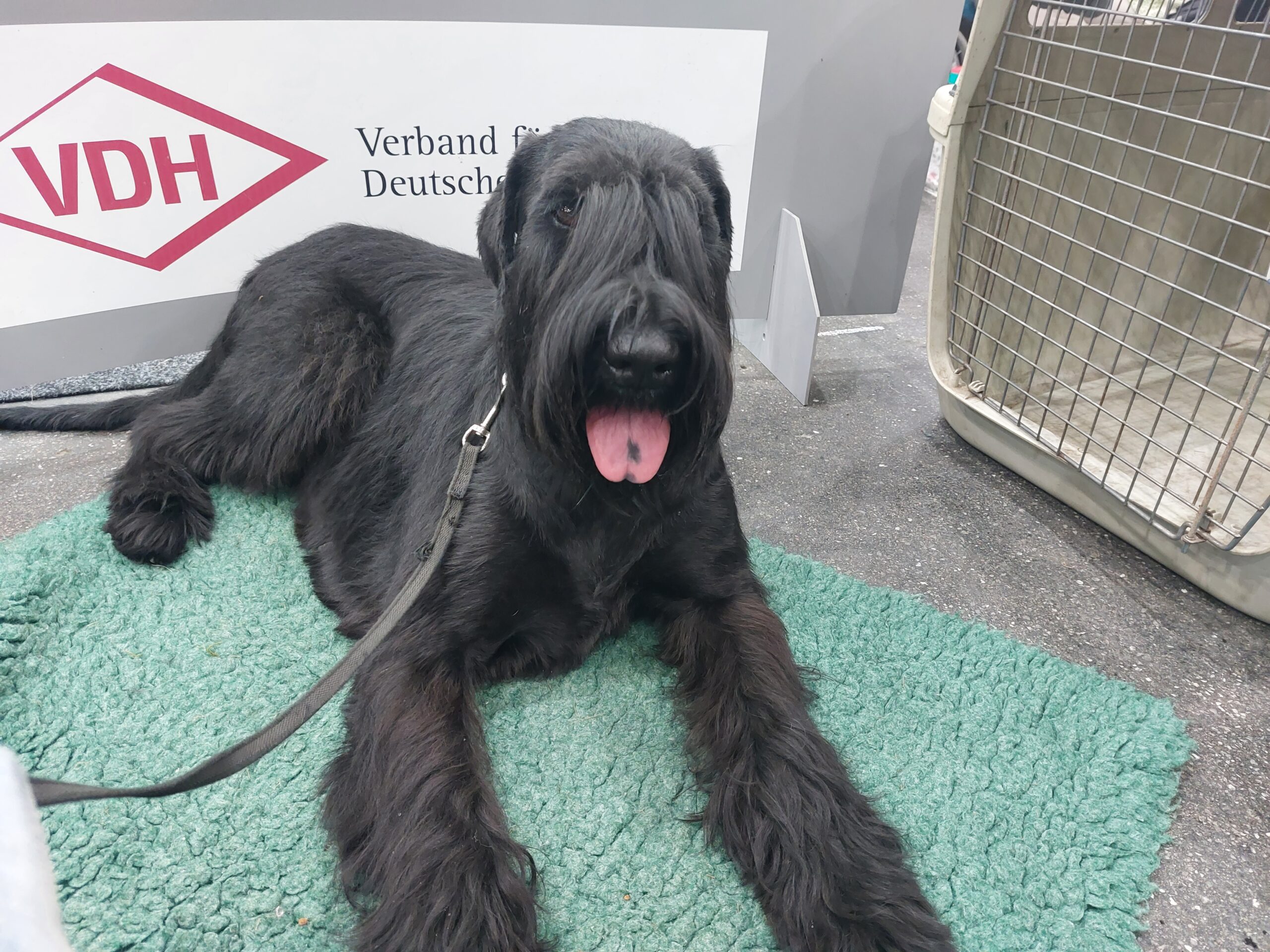 Riesenschnauzer Oernie CACIB Oldenburg