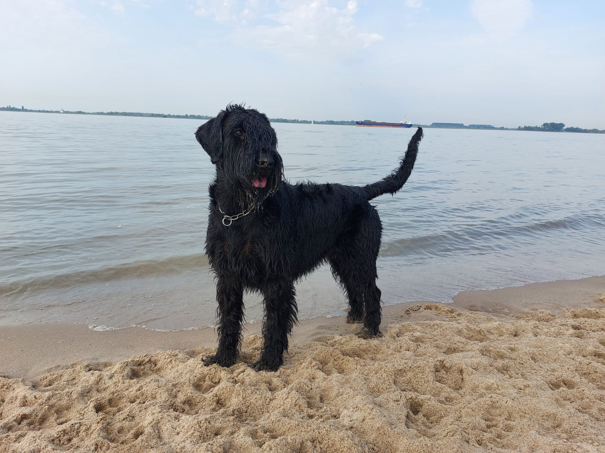 Riesenschnauzer Oernie am Strand 01