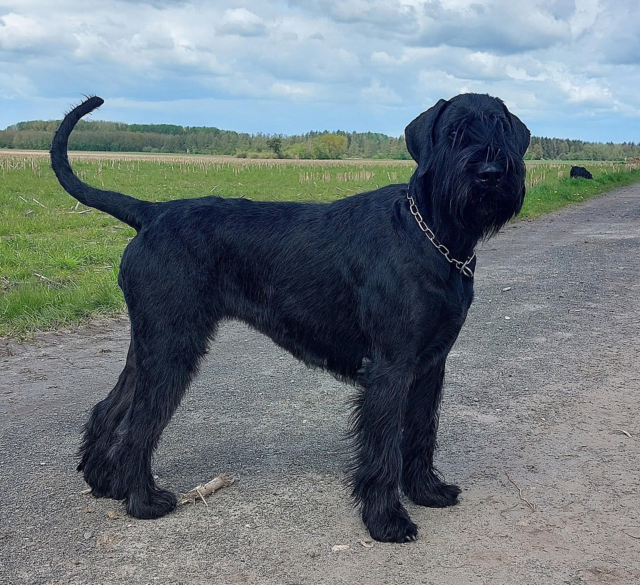 Riesenschnauzer Oernie vom Schwedenspeicher 2024 04 21