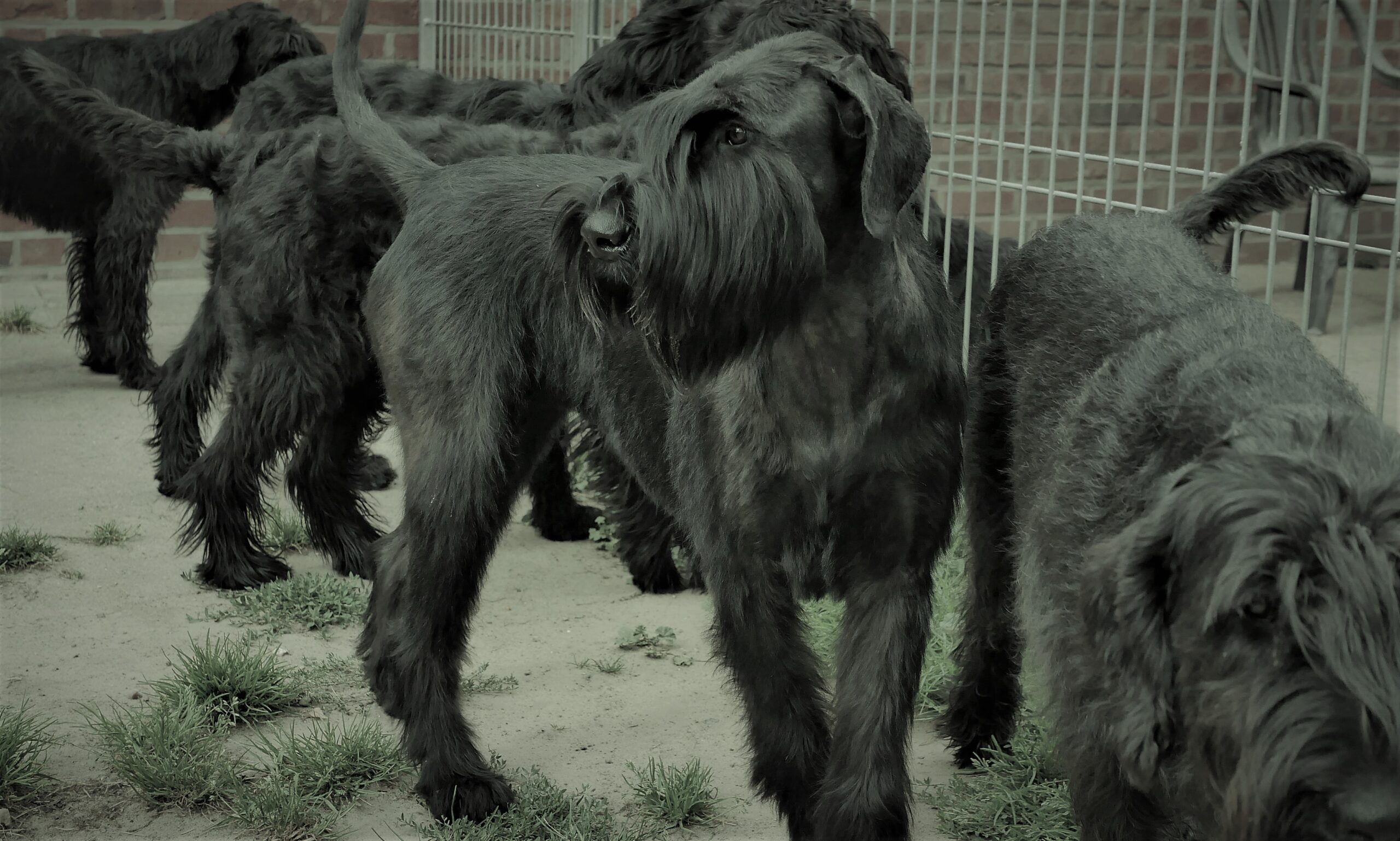 Riesenschnauzer Oernie 22 07 14.01