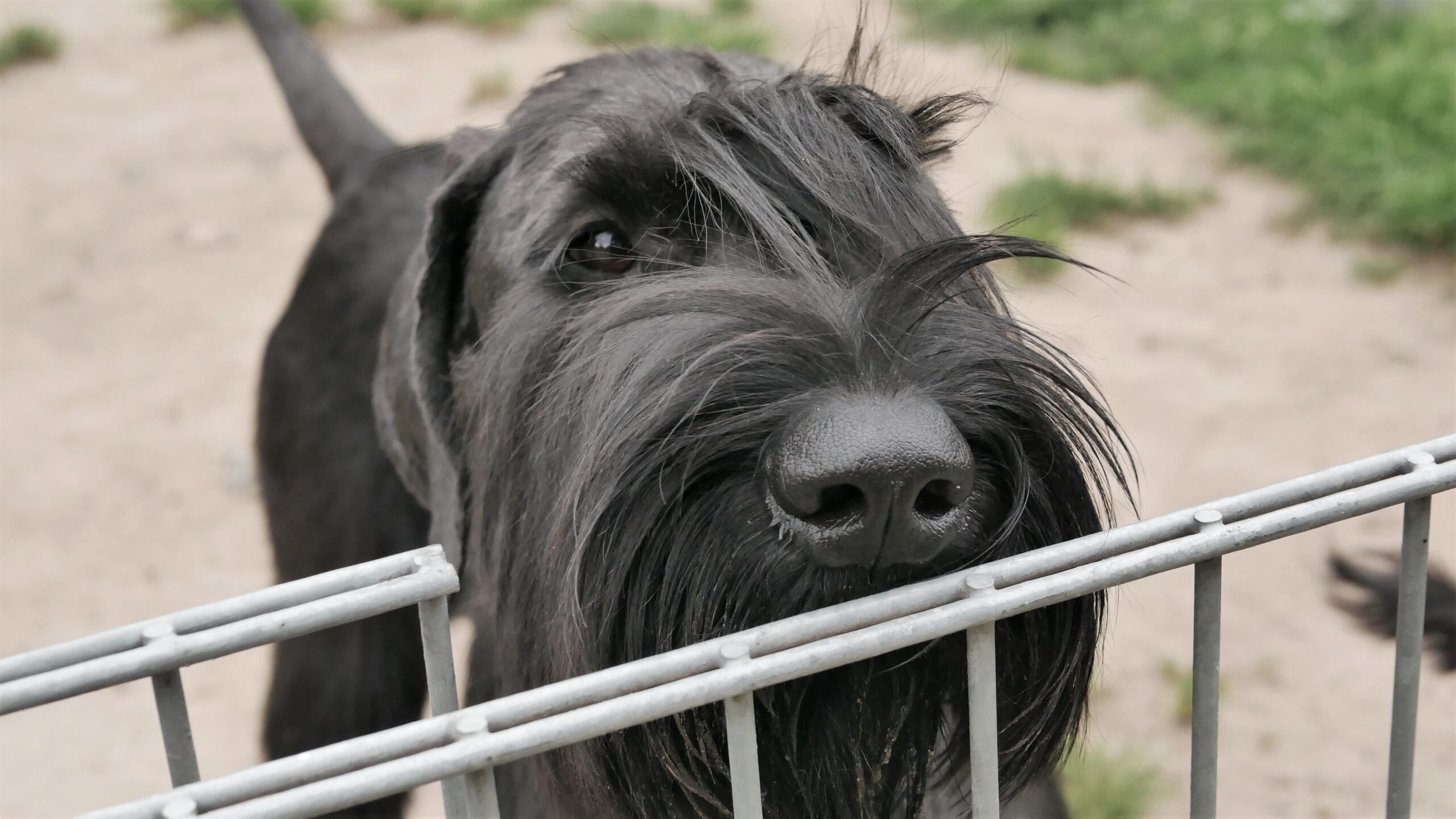 Riesenschnauzer Oernie vom Schwedenspeicher - Zuchthündin vom Schwedenspeicher