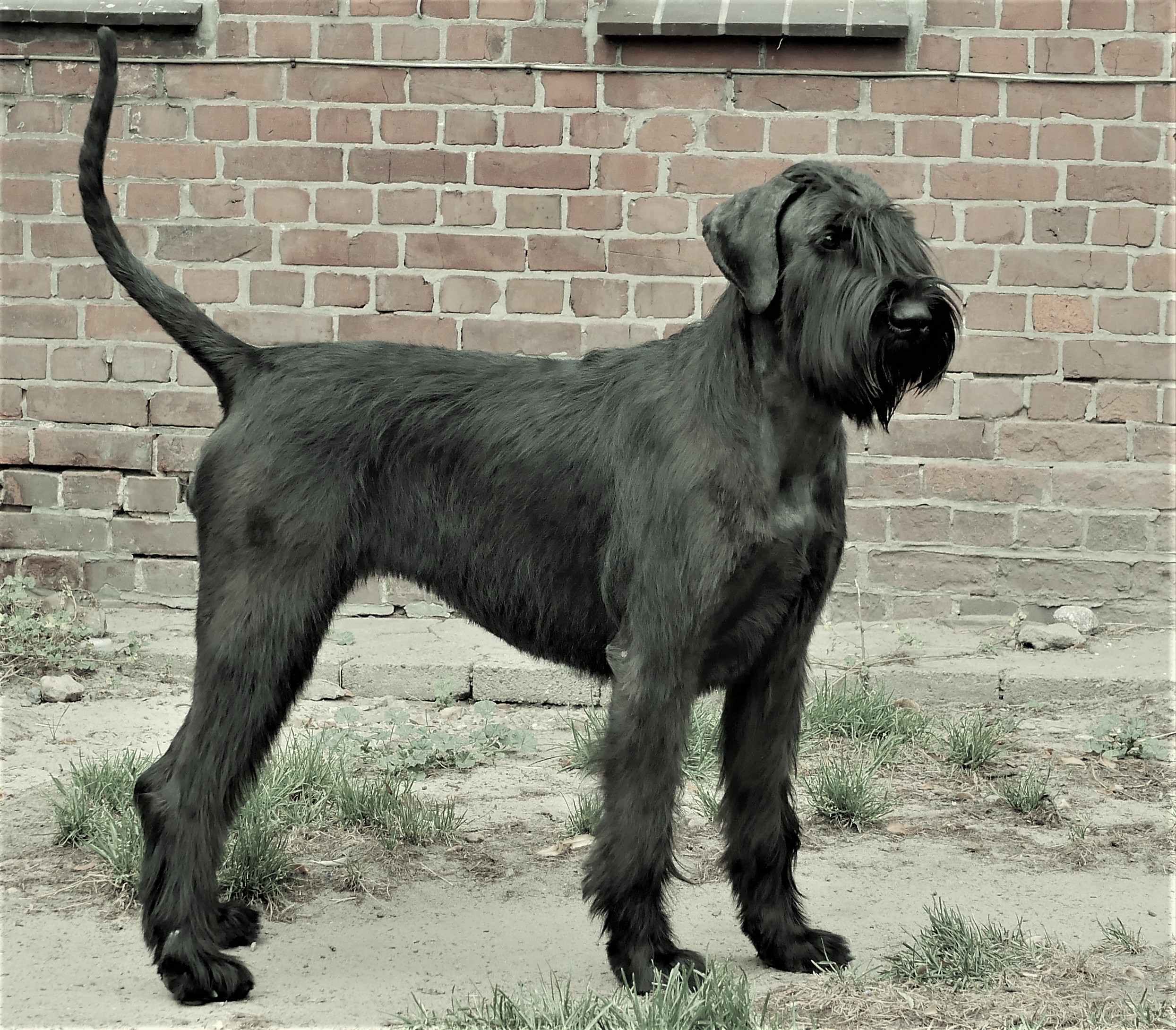 Riesenschnauzer Oernie 22 07 14.04
