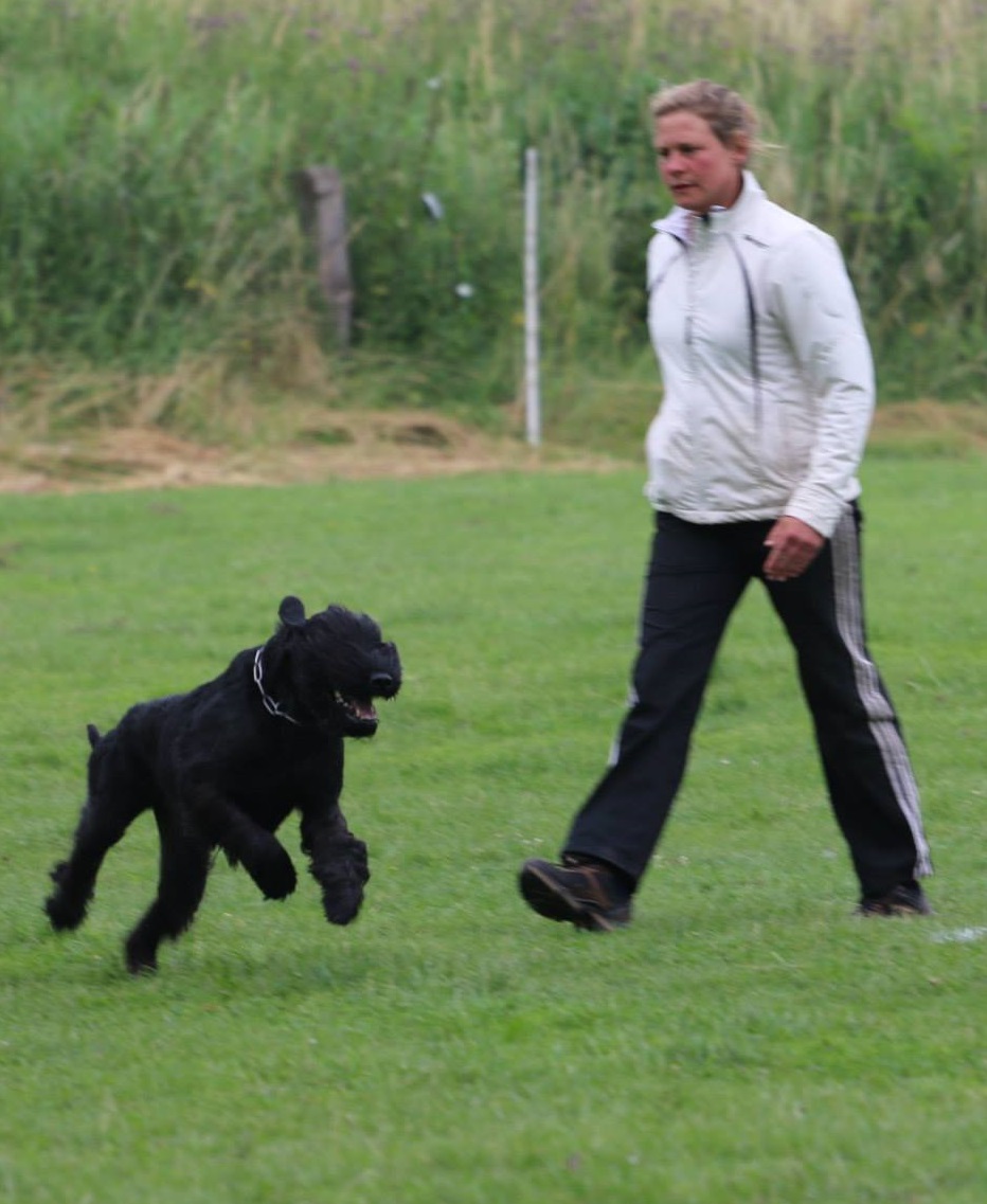 Riesenschnauzer Revieren nach dem Helfer Hutschel