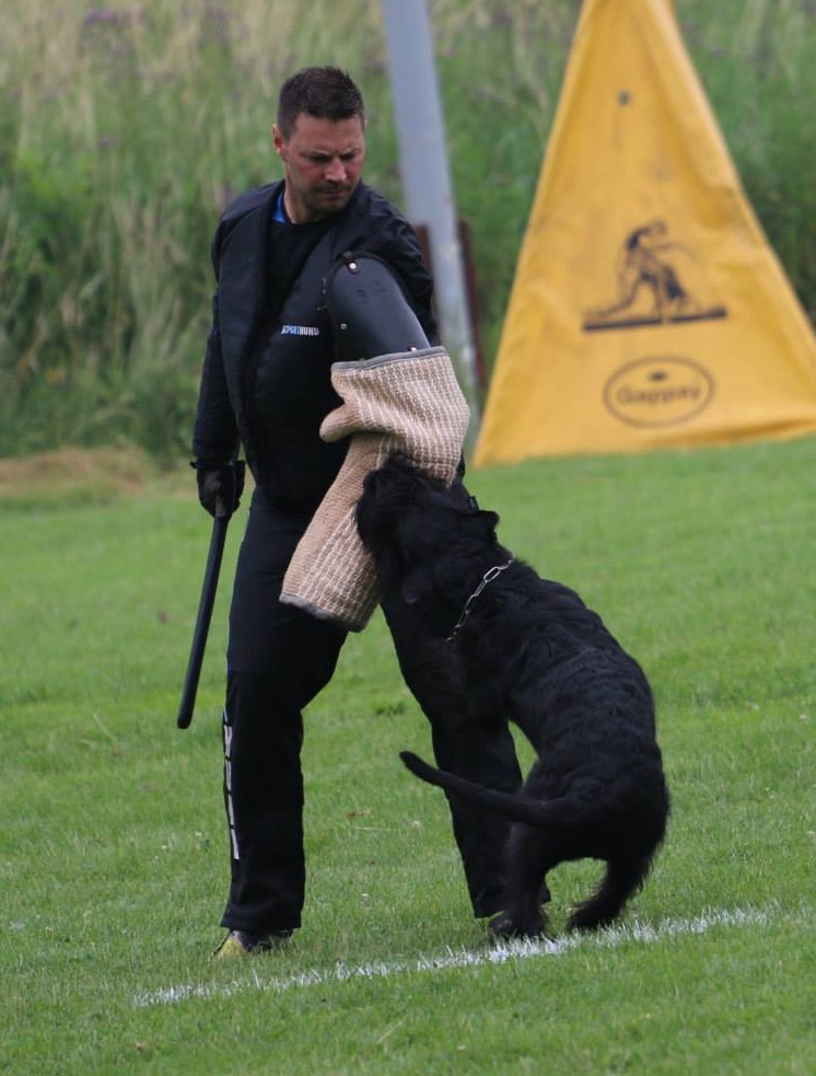 Riesenschnauzer Schutzdienst Hutschel 2