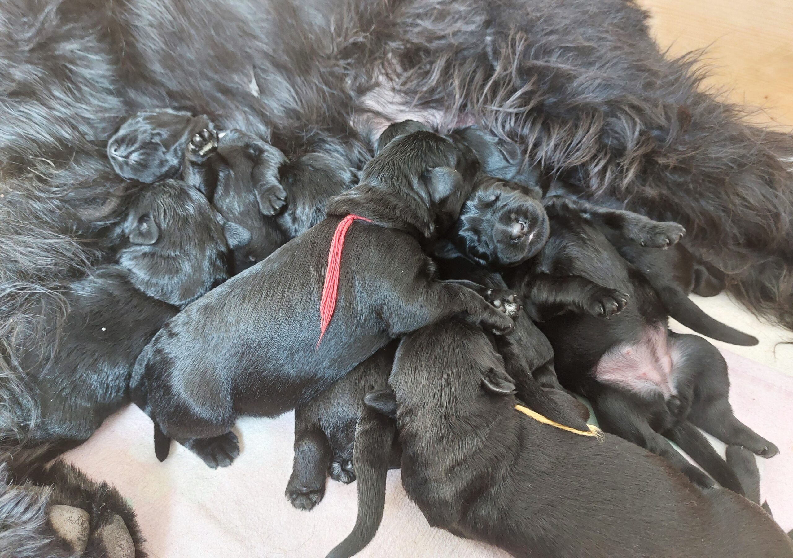 Riesenschnauzer Welpen X Wurf 06 2.Woche