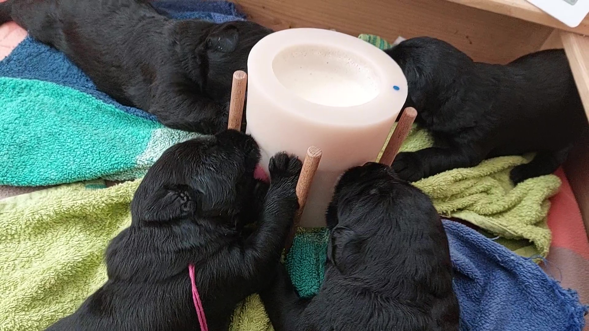 Riesenschnauzer Welpen X Wurf 12 3.Woche