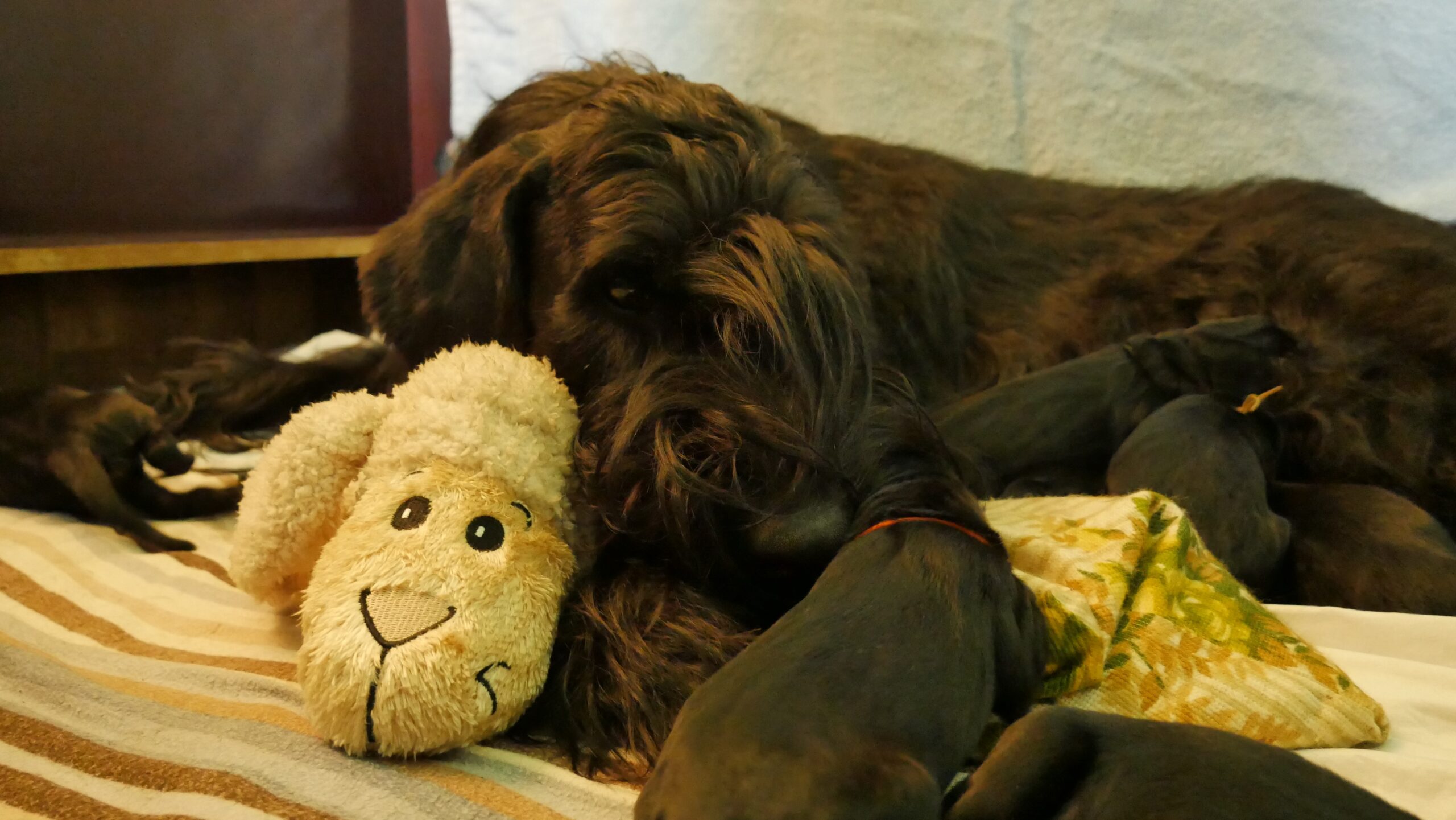 Riesenschnauzer Welpen schwarz I Wurf 19 04 21 03