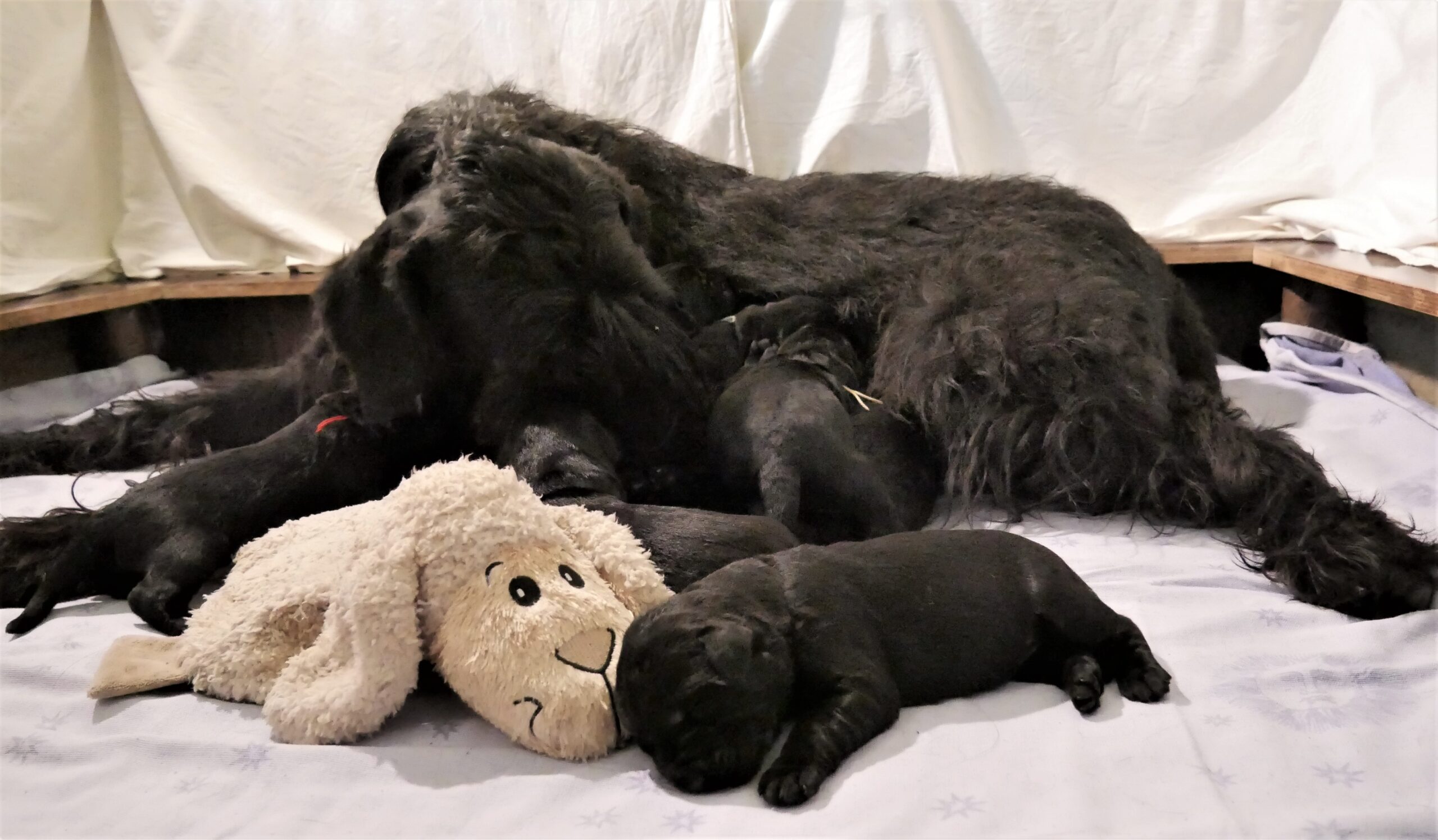 Riesenschnauzer Welpen schwarz I Wurf 19 04 26 01