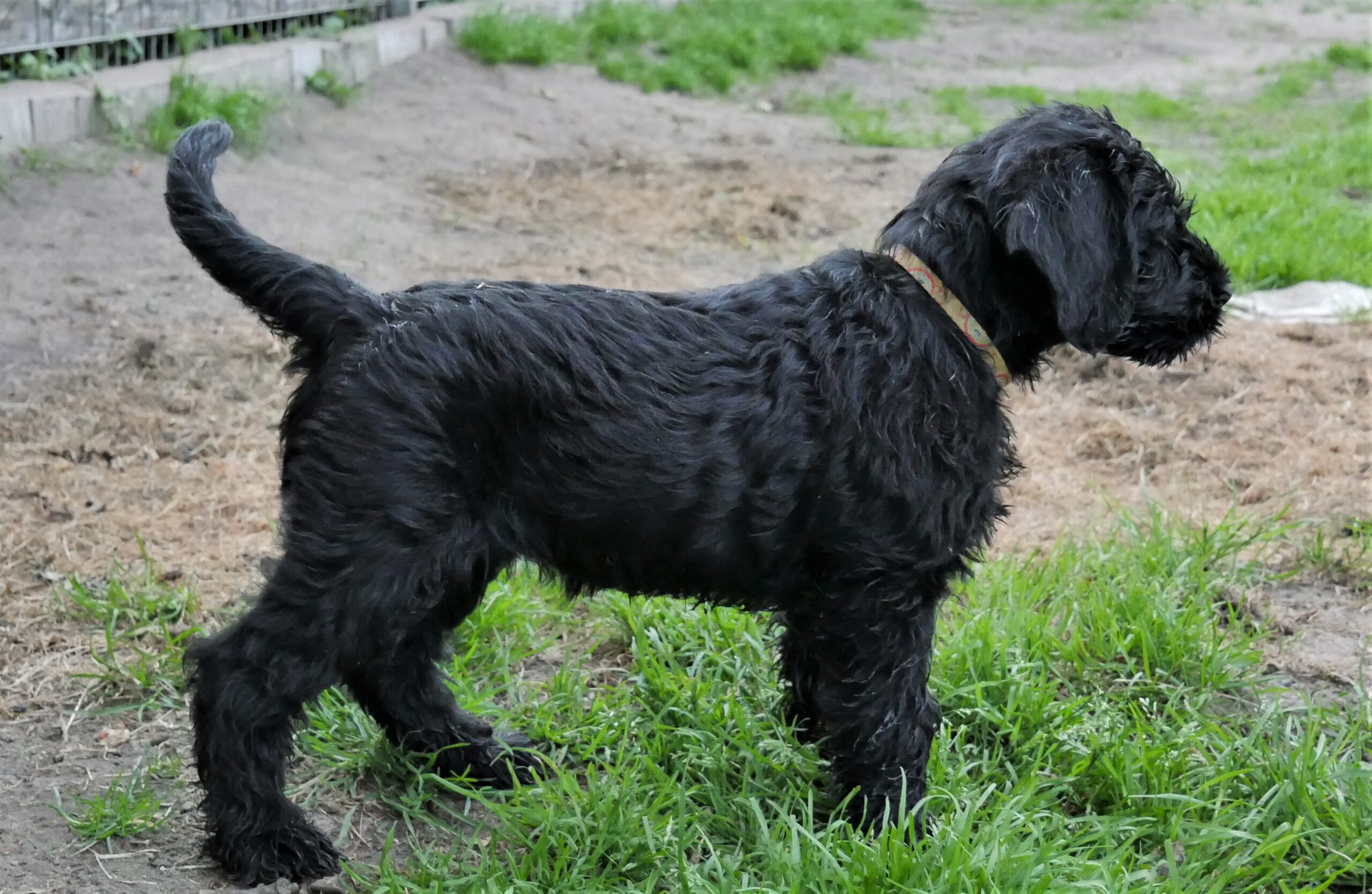 Riesenschnauzer Welpen schwarz I Wurf 19 06 14 07