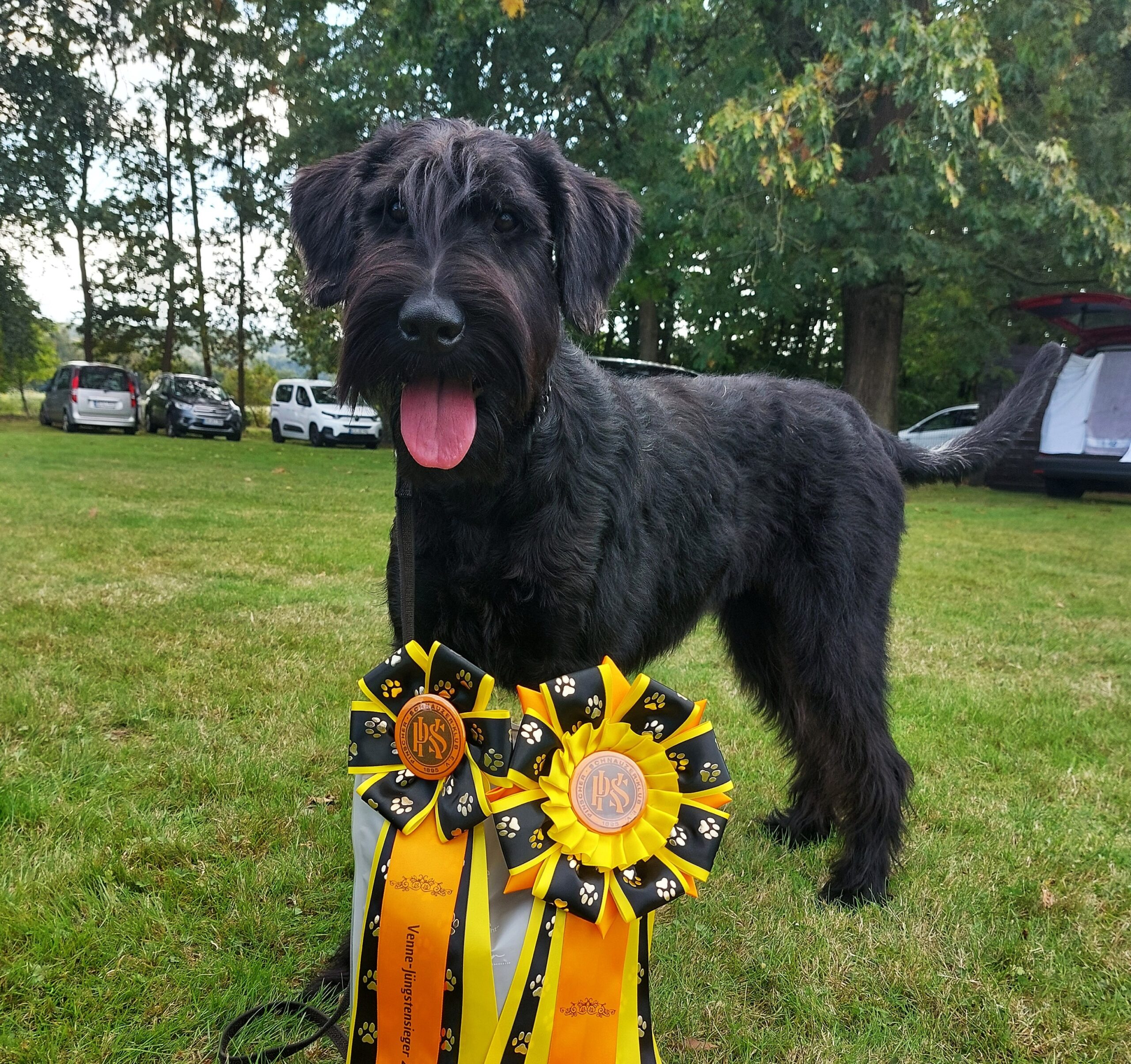 Riesenschnauzer Xuli 2025 09 28 PSK Jüngstensieger 2