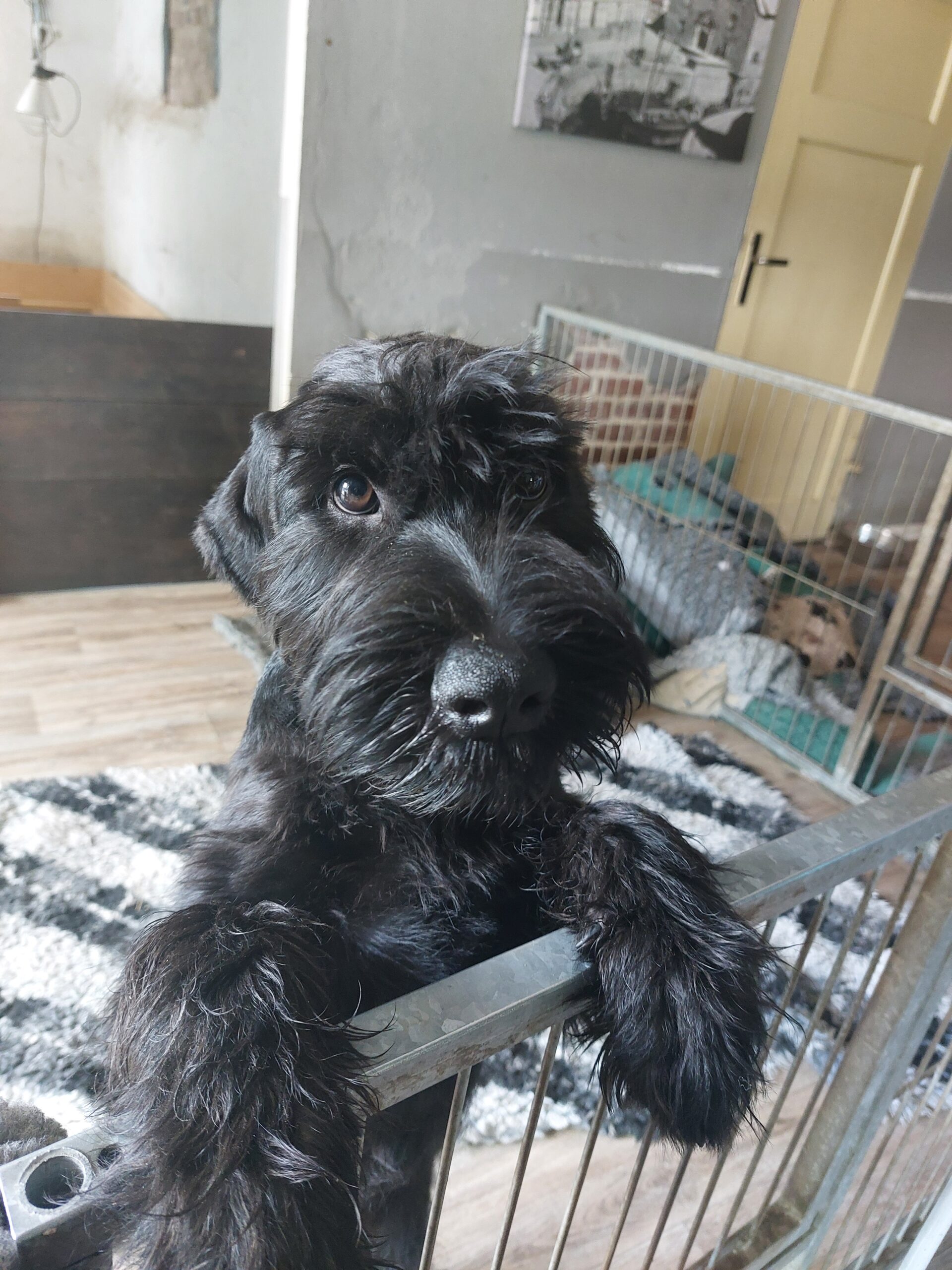 Riesenschnauzer Xuli 4 Monate (2)