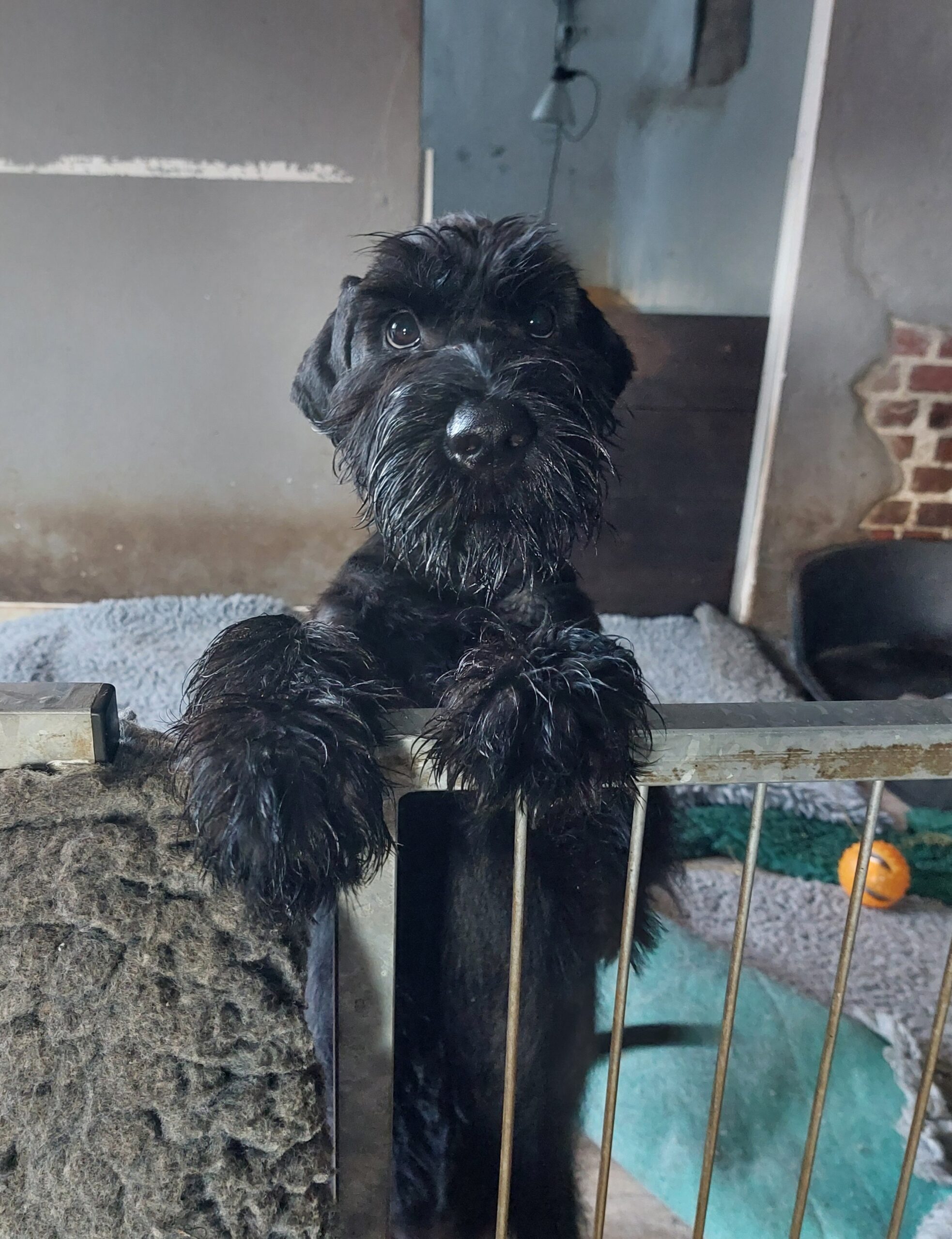 Riesenschnauzer Xuli 4 Monate