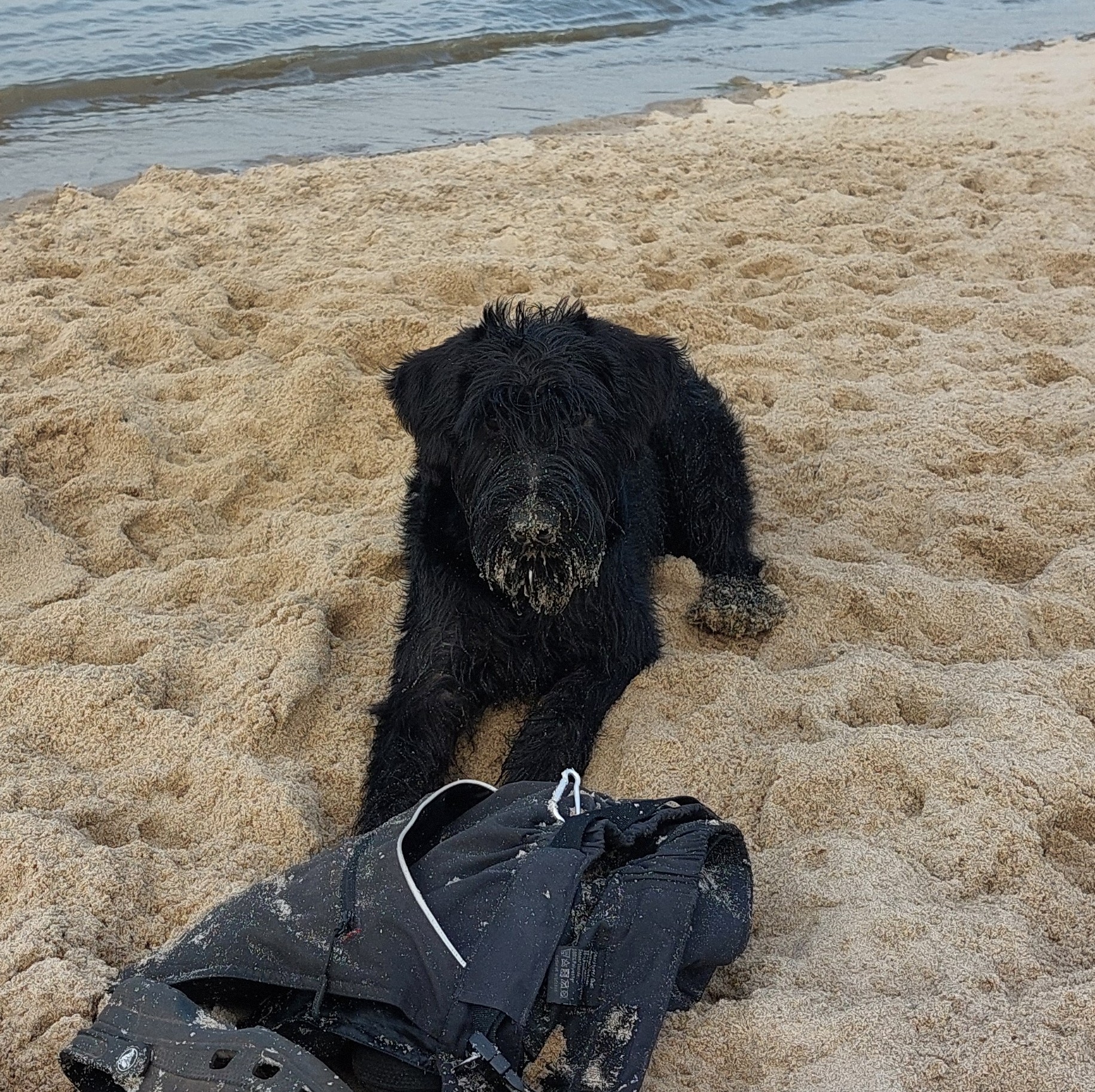 Riesenschnauzer Xuli am Strand 01
