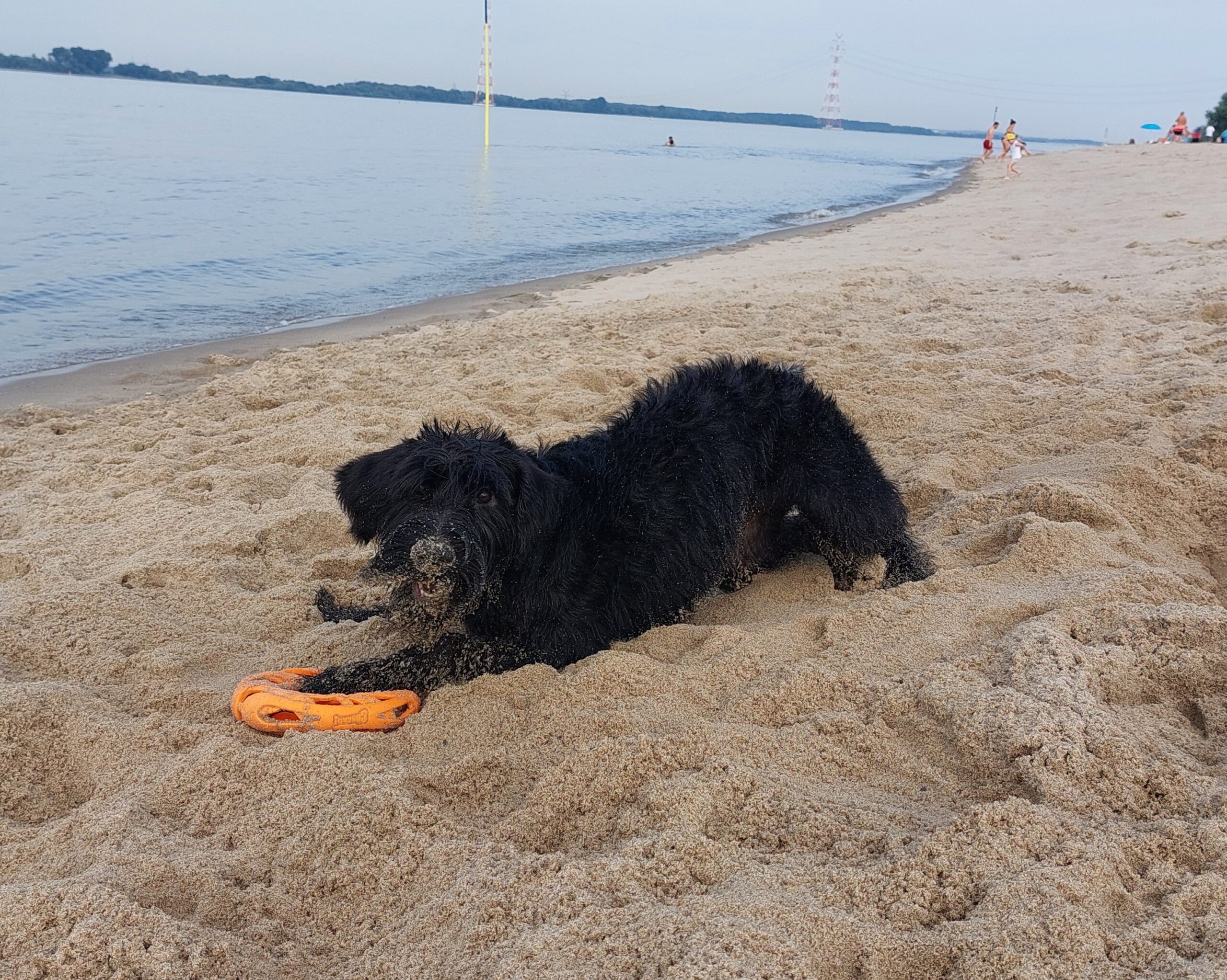 Riesenschnauzer Xuli am Strand 02