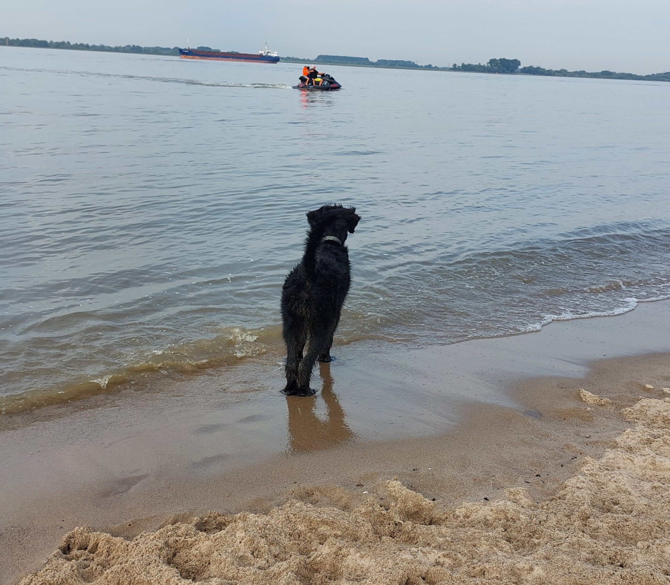 Riesenschnauzer Xuli am Strand 03