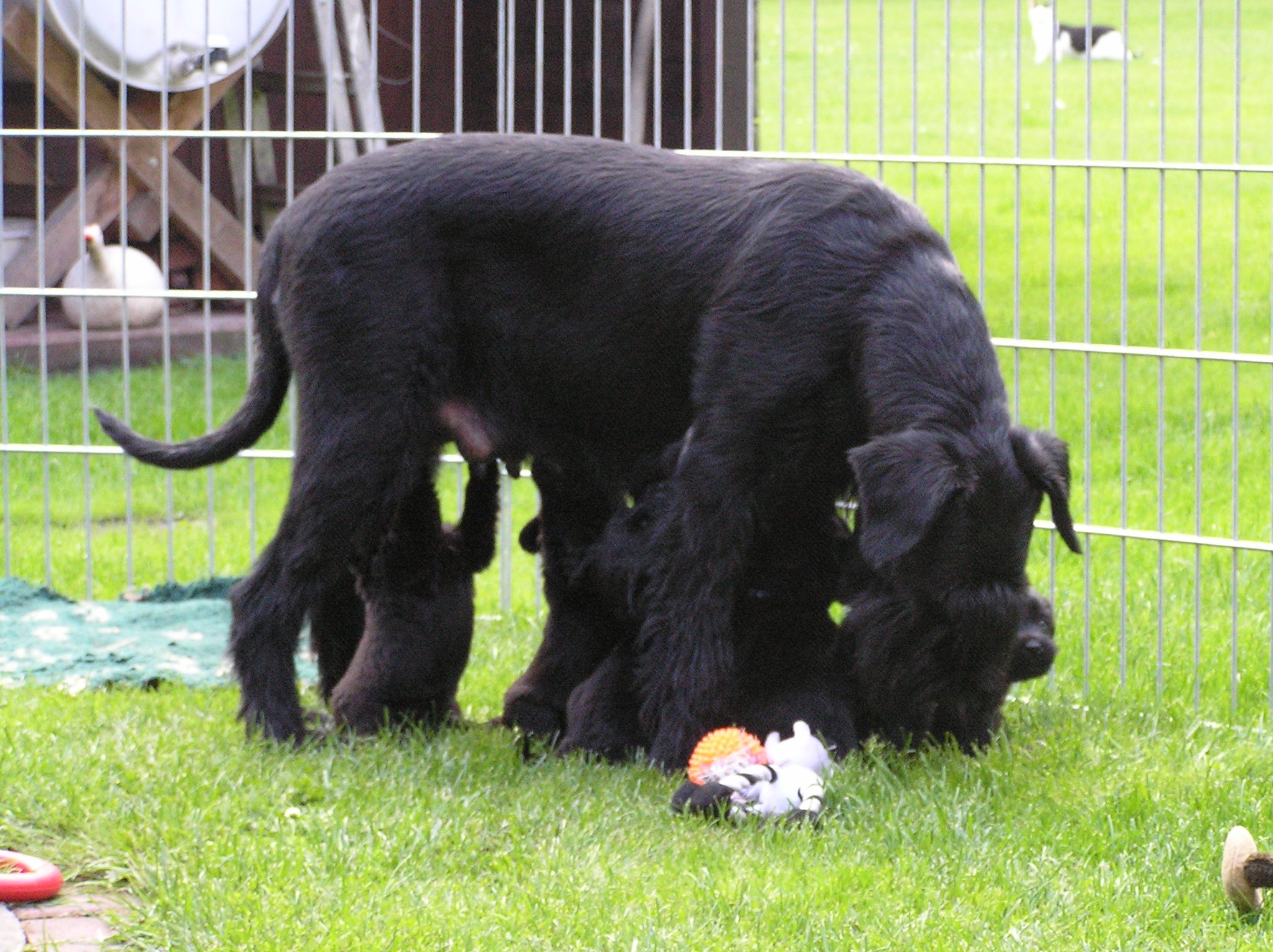 Riesenschnauzer schwarz A Wurf 4.Woche.5