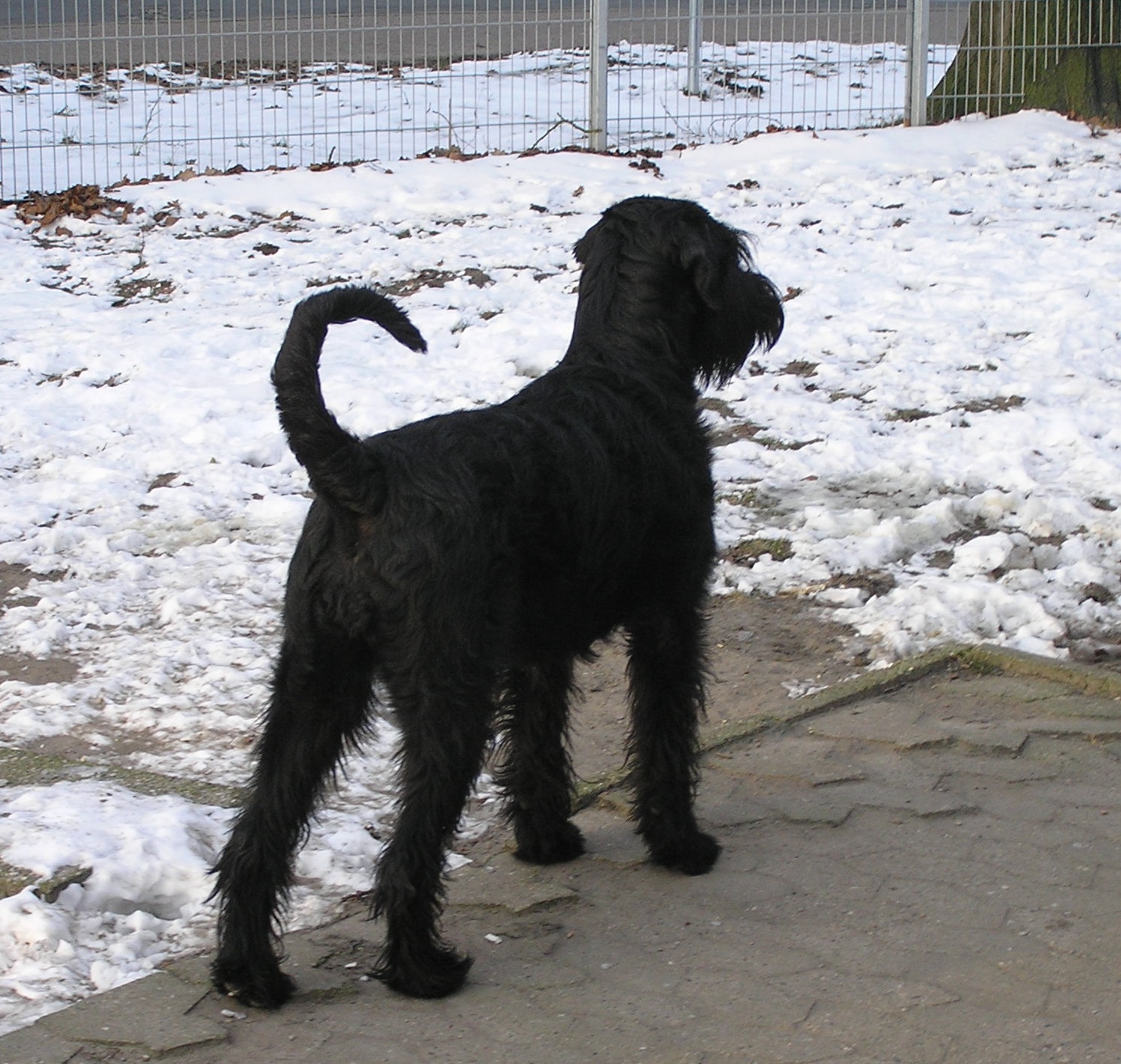 Riesenschnauzer schwarz Birog 1