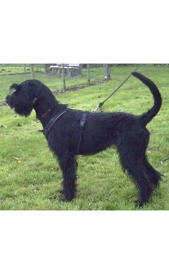 Riesenschnauzer schwarz Doro 1
