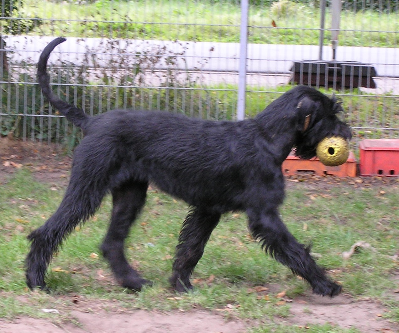 Riesenschnauzer schwarz Doro 2