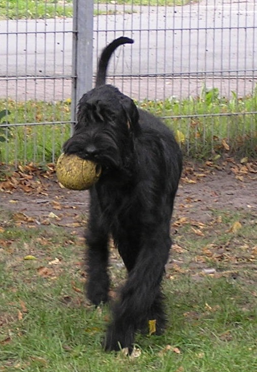 Riesenschnauzer schwarz Doro 3