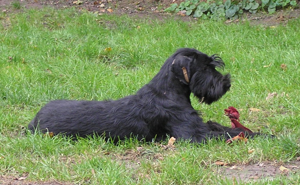Riesenschnauzer schwarz Doro 4