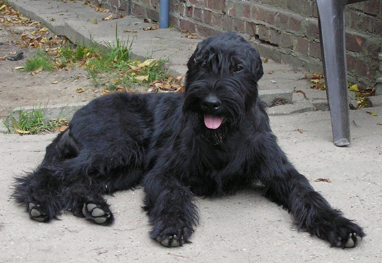 Riesenschnauzer schwarz Doro 5