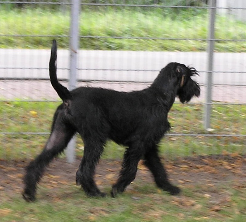 Riesenschnauzer schwarz Doro 6