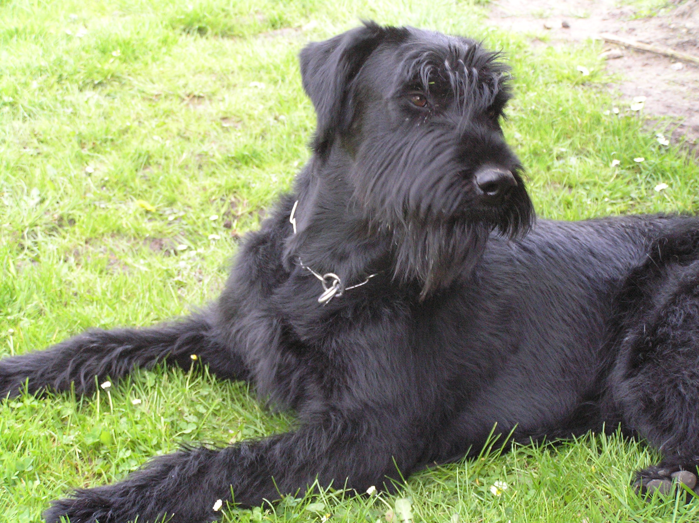 Riesenschnauzer schwarz Else 1