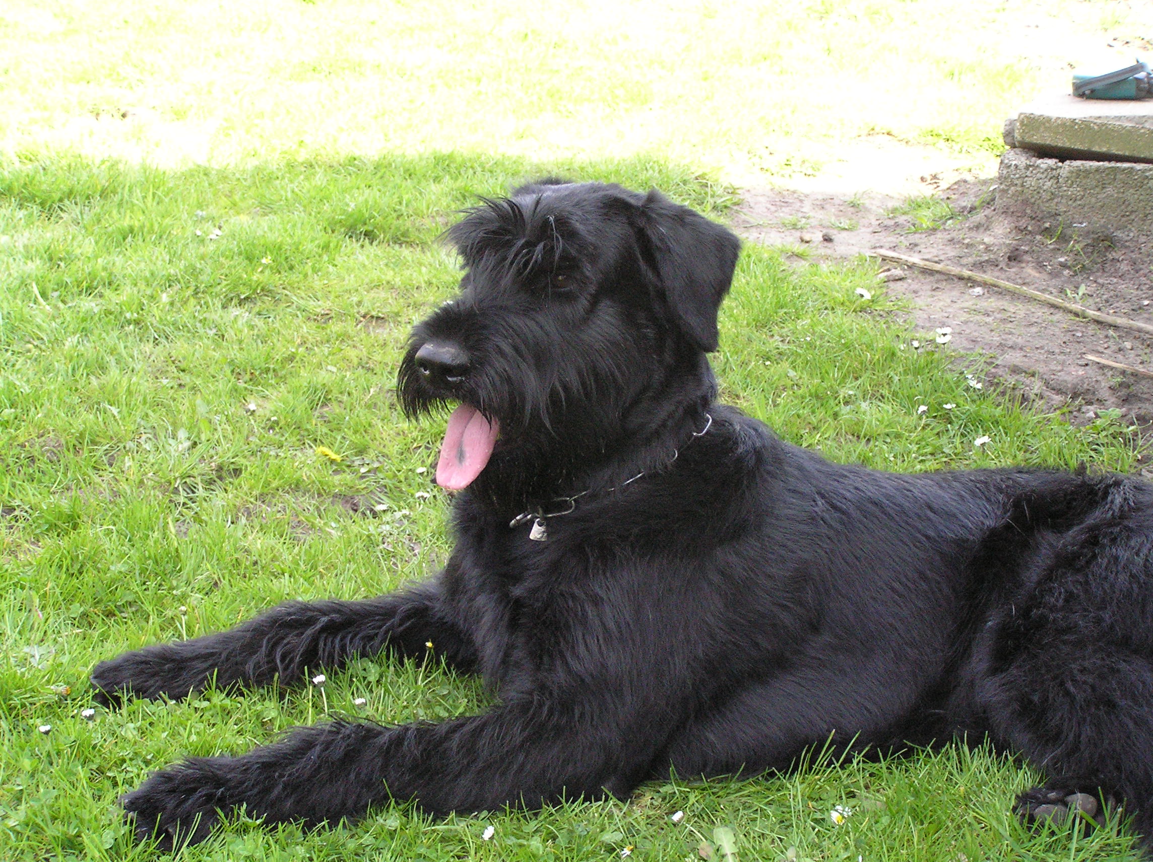 Riesenschnauzer schwarz Else 2
