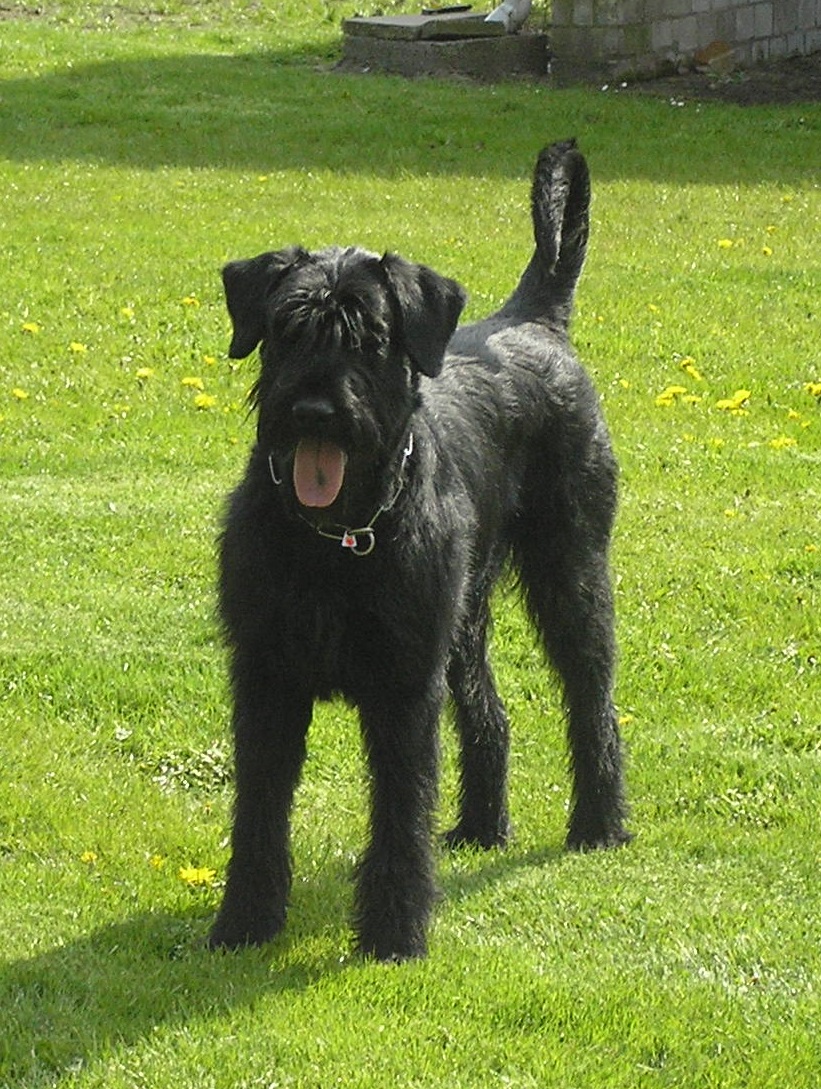 Riesenschnauzer schwarz Else 3