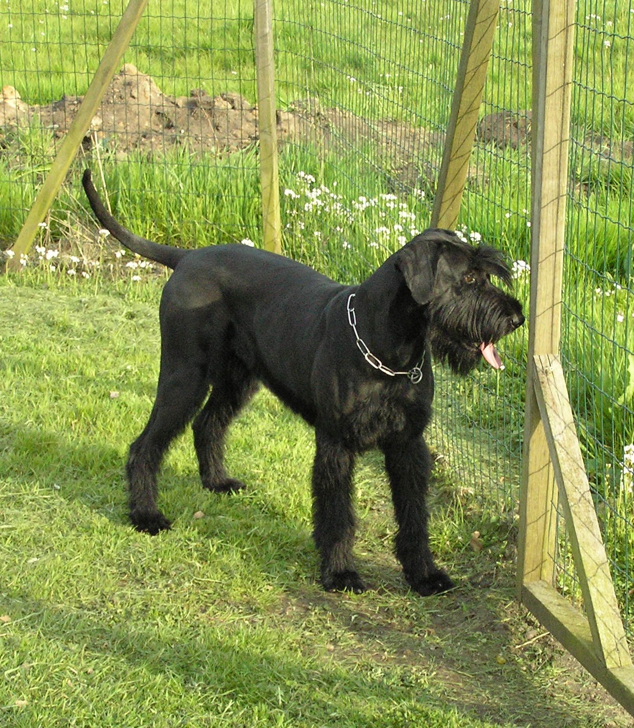 Riesenschnauzer schwarz Else 6