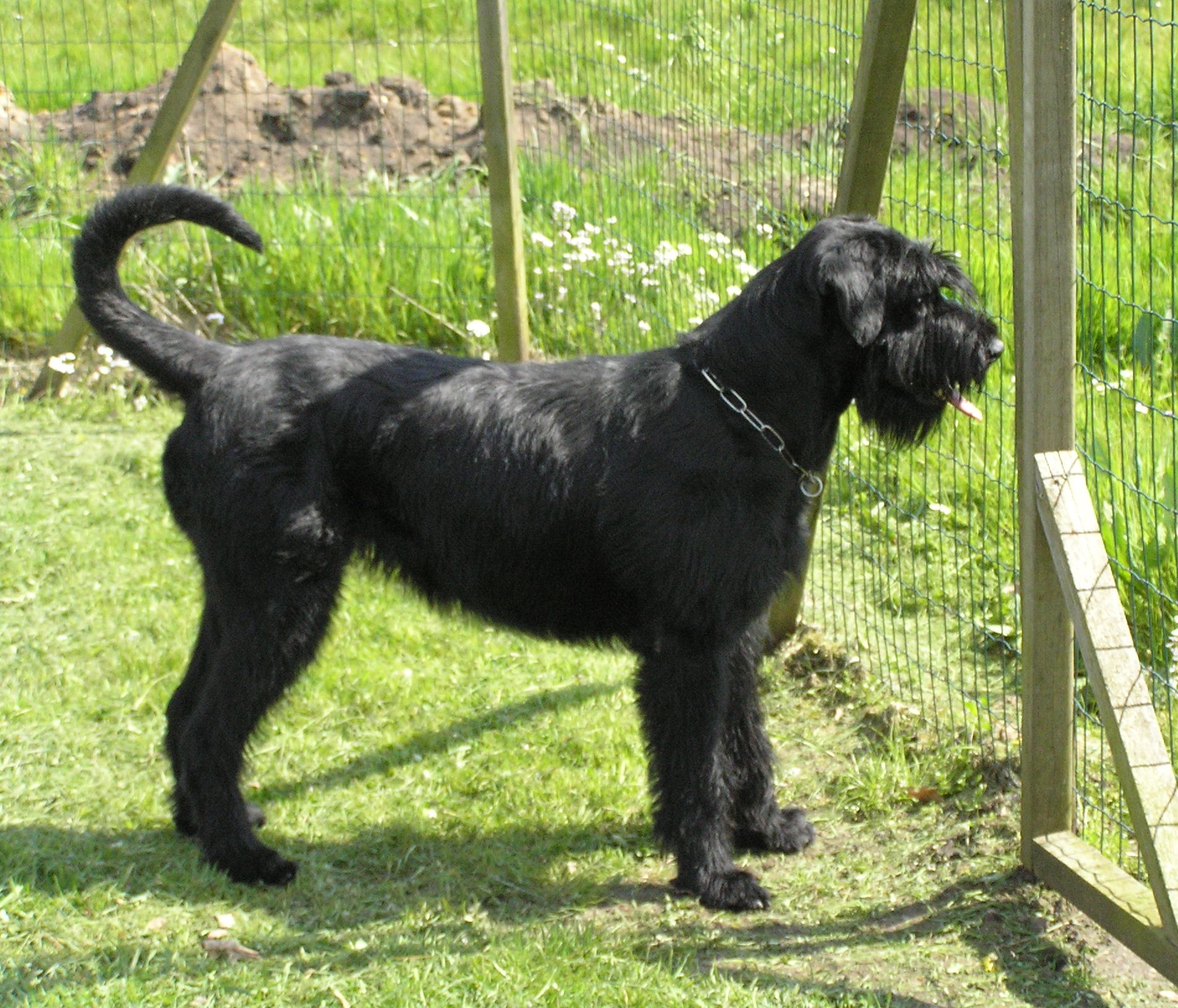 Riesenschnauzer schwarz Else 7