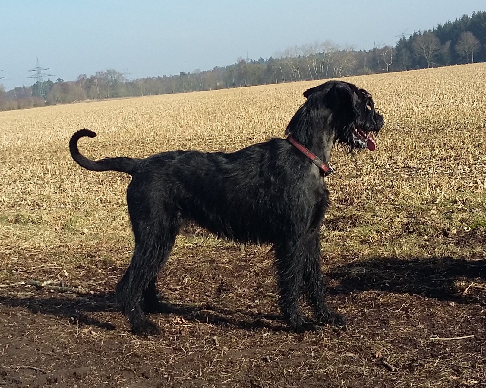 Riesenschnauzer schwarz Groodi 2018 03 06 1