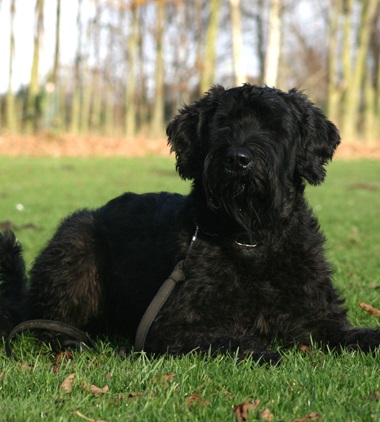 Riesenschnauzer schwarz Kleini2