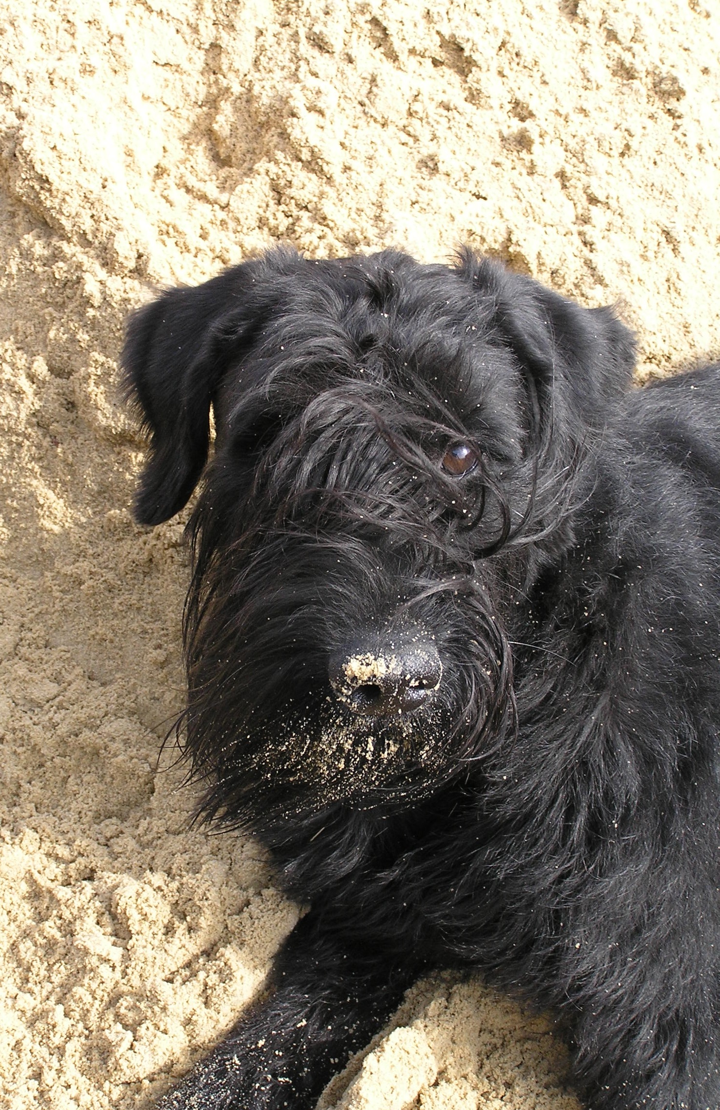 Riesenschnauzer schwarz Lotti 1