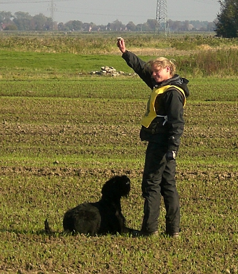 Riesenschnauzer schwarz Lotti 3
