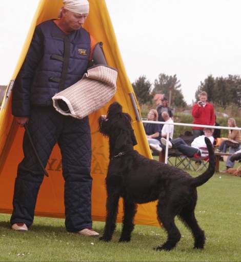 Riesenschnauzer schwarz Lotti 5 verbellen
