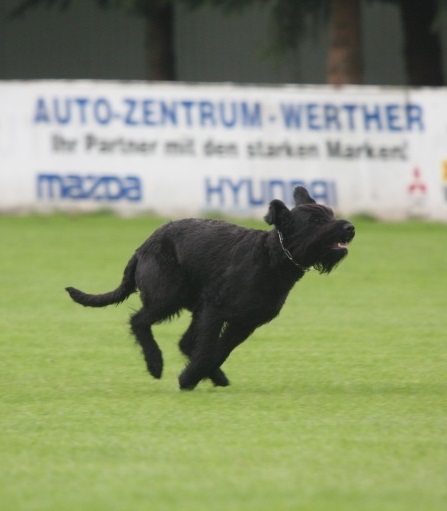 Riesenschnauzer schwarz Lotti 9