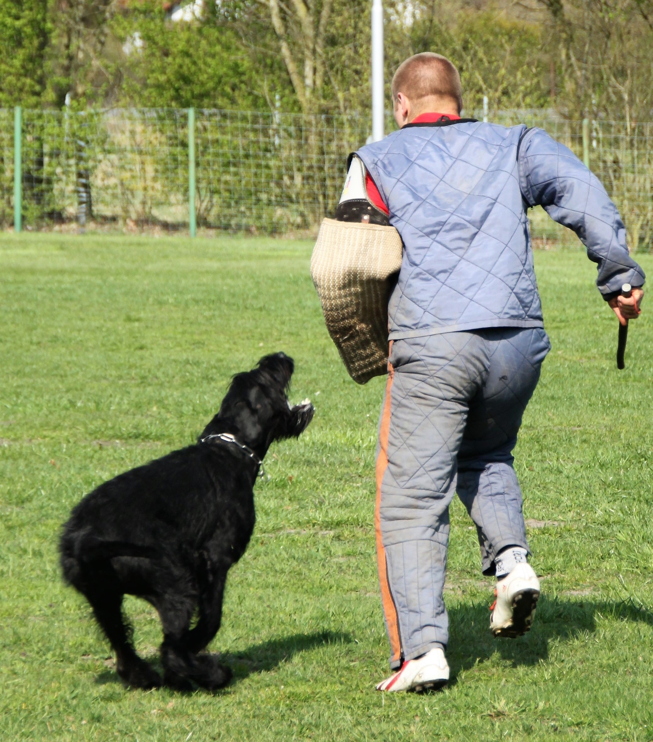 Riesenschnauzer schwarz vom schwedenspeicher Wienchen 10