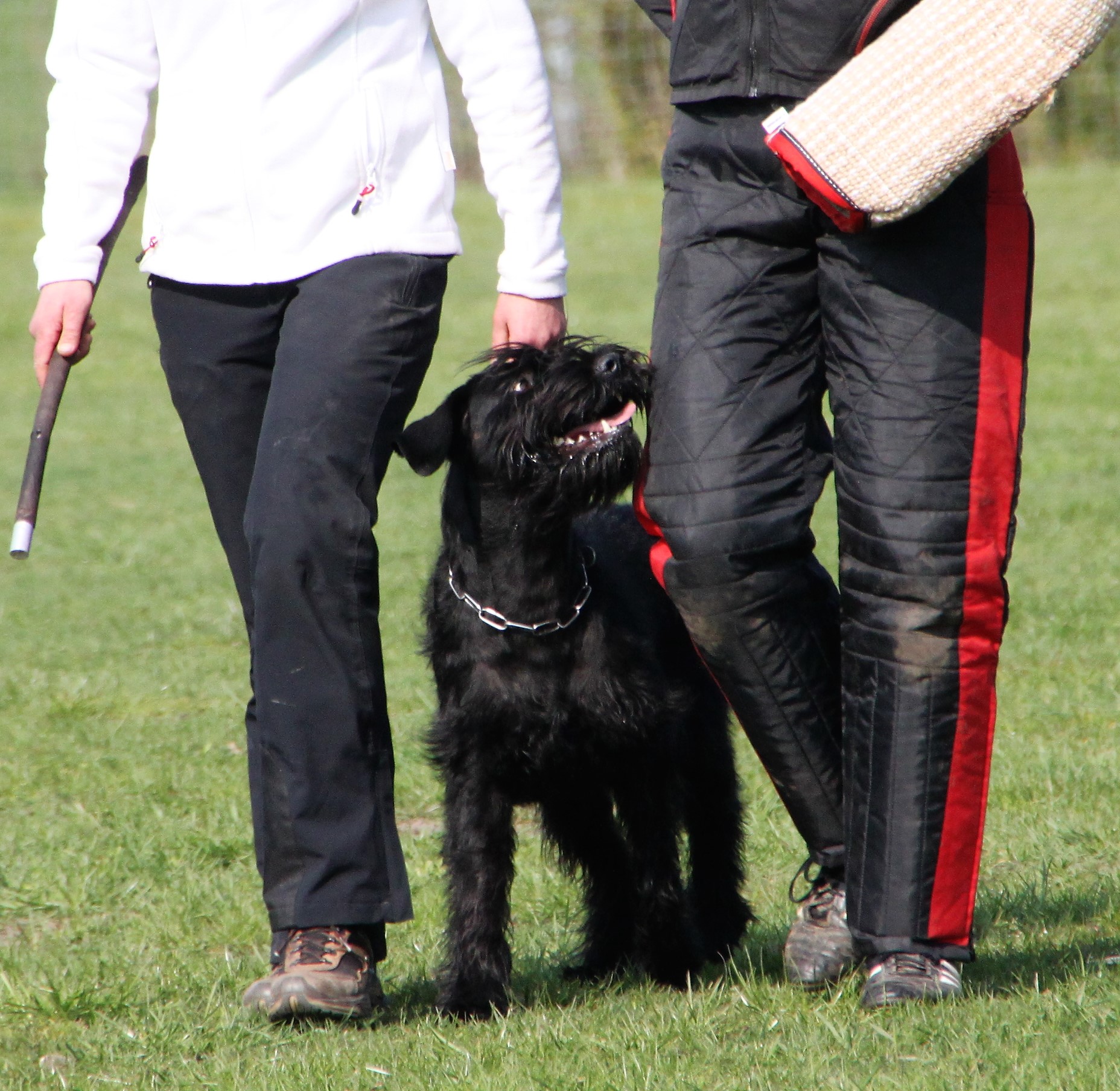 Riesenschnauzer schwarz vom schwedenspeicher Wienchen 12