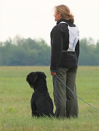 Riesenschnauzer schwarz vom schwedenspeicher Wienchen 13