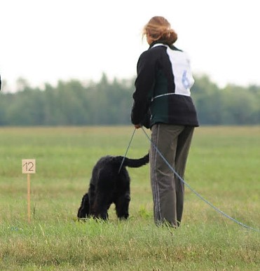 Riesenschnauzer schwarz vom schwedenspeicher Wienchen 14