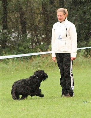 Riesenschnauzer schwarz vom schwedenspeicher Wienchen 16