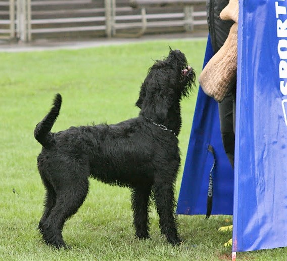 Riesenschnauzer schwarz vom schwedenspeicher Wienchen 17