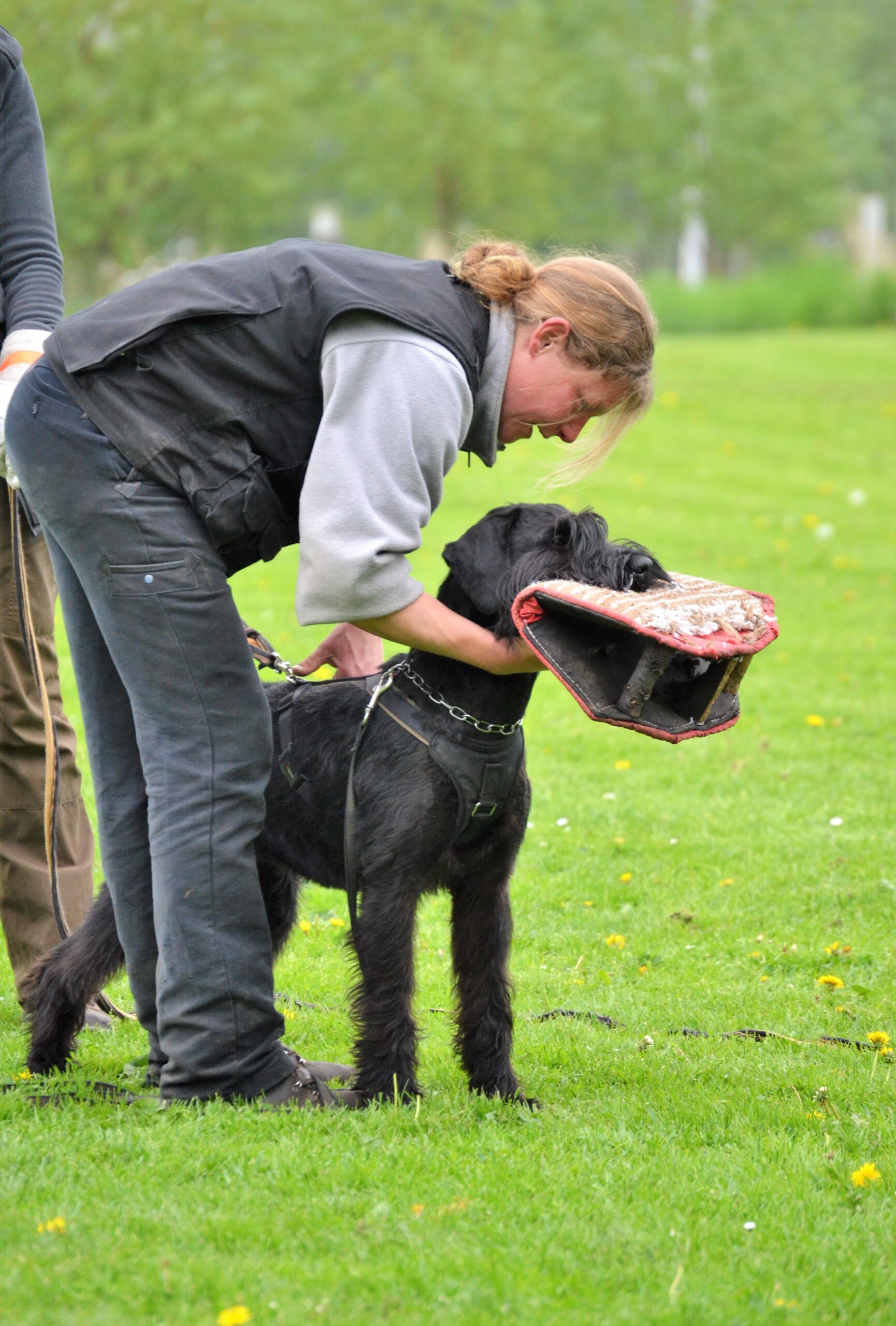 Riesenschnauzer schwarz vom schwedenspeicher Wienchen 2