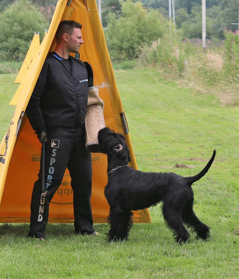 Riesenschnauzer schwarz vom schwedenspeicher Wienchen 20