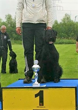 Riesenschnauzer schwarz vom schwedenspeicher Wienchen 22
